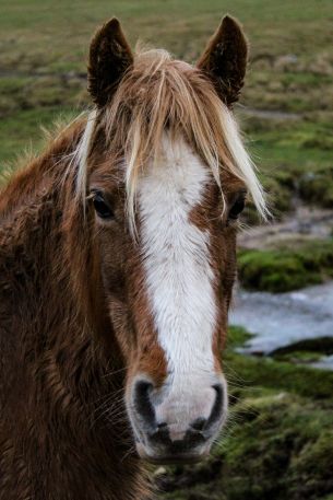 horse, animal Wallpaper 2855x4283