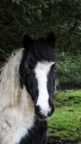 pinto Wallpaper 640x1136