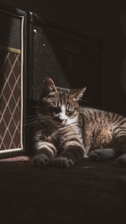 cat in the sun Wallpaper 640x1136