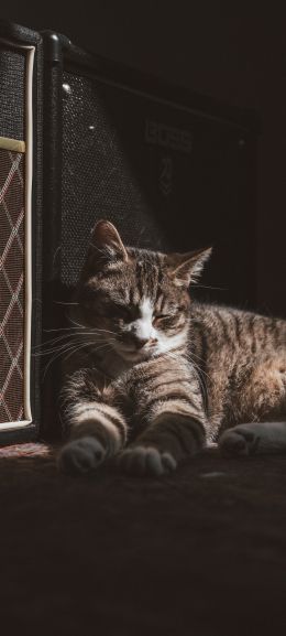 cat in the sun Wallpaper 720x1600