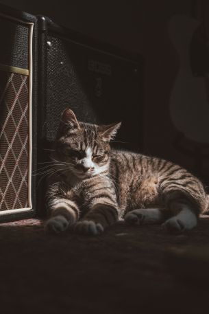 cat in the sun Wallpaper 4160x6240