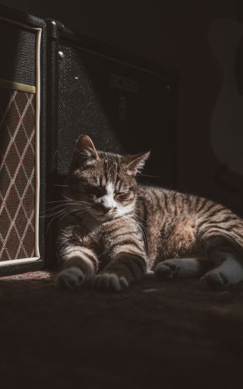 cat in the sun Wallpaper 1200x1920