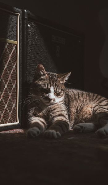 cat in the sun Wallpaper 600x1024
