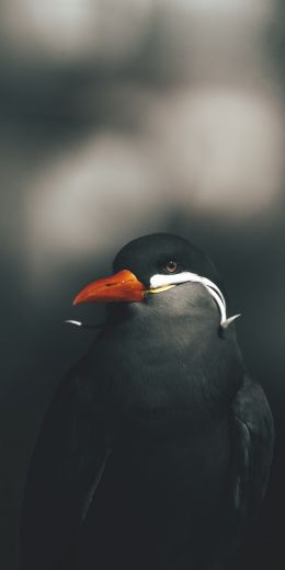 wild bird Wallpaper 720x1440