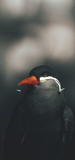 wild bird Wallpaper 1080x2280