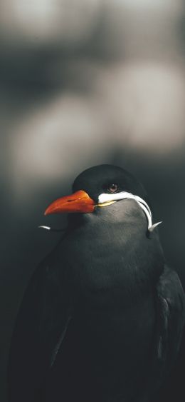 wild bird Wallpaper 1080x2340