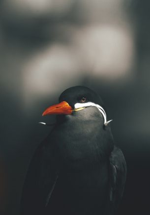 wild bird Wallpaper 1640x2360