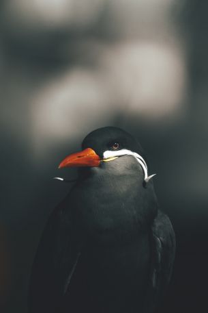 wild bird Wallpaper 640x960