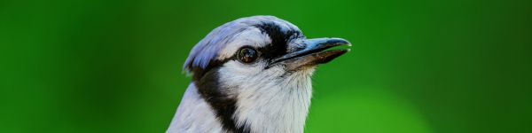 blue jay Wallpaper 1590x400