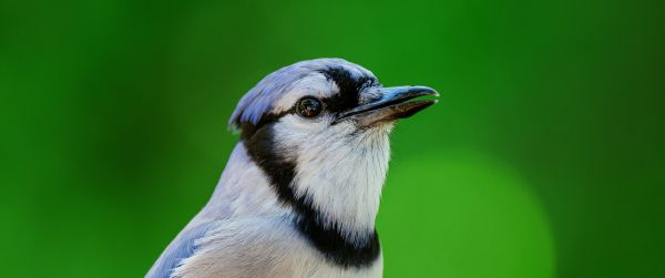 blue jay Wallpaper 3440x1440