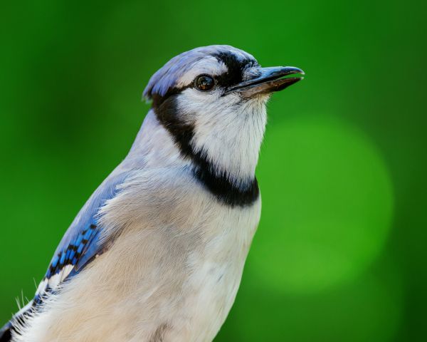 blue jay Wallpaper 1280x1024