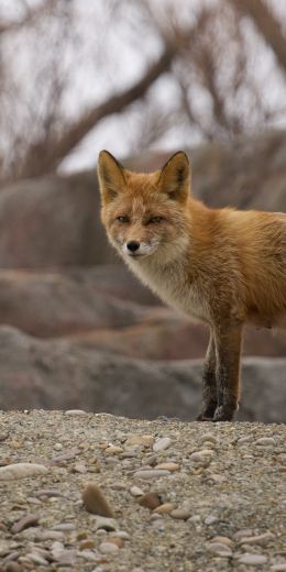 wild fox Wallpaper 720x1440