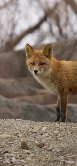 wild fox Wallpaper 828x1792