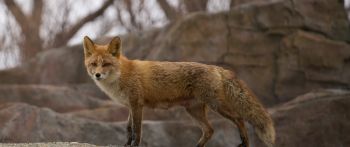 wild fox Wallpaper 2560x1080