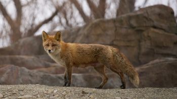 wild fox Wallpaper 1366x768