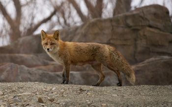 wild fox Wallpaper 2560x1600