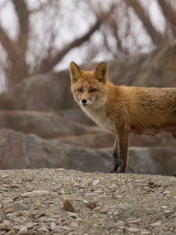 wild fox Wallpaper 1668x2224