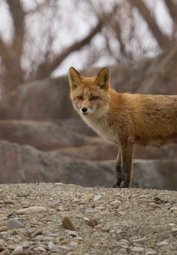 wild fox Wallpaper 1640x2360
