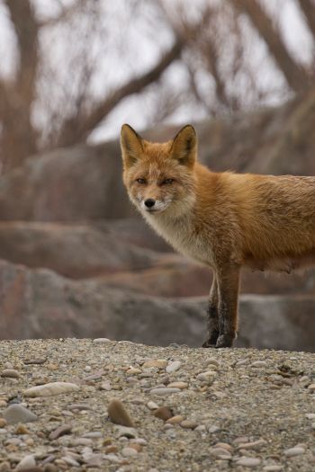 wild fox Wallpaper 640x960