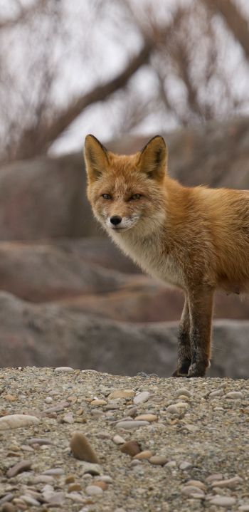 wild fox Wallpaper 1080x2220