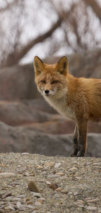 wild fox Wallpaper 1080x2280