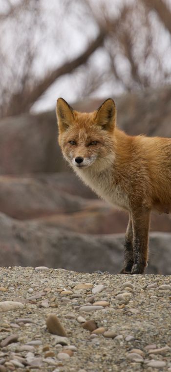 wild fox Wallpaper 1080x2340