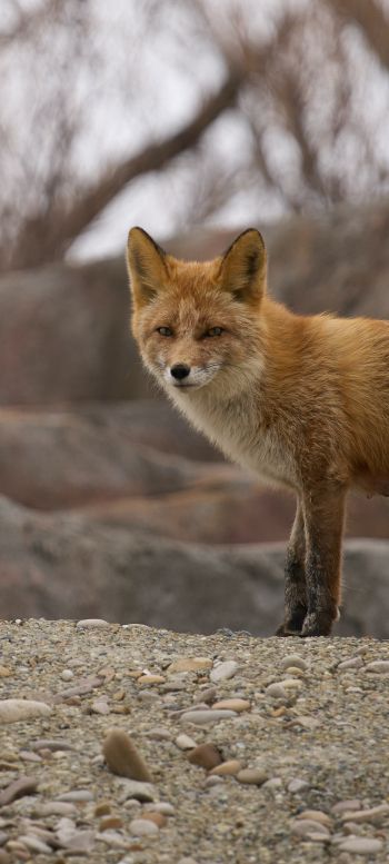 wild fox Wallpaper 720x1600
