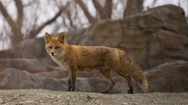 wild fox Wallpaper 2560x1440