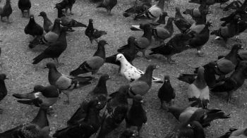 flock of doves Wallpaper 2048x1152