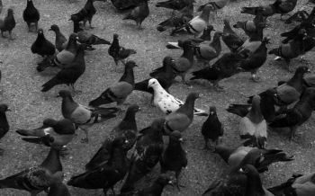 flock of doves Wallpaper 2560x1600