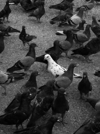 flock of doves Wallpaper 1668x2224