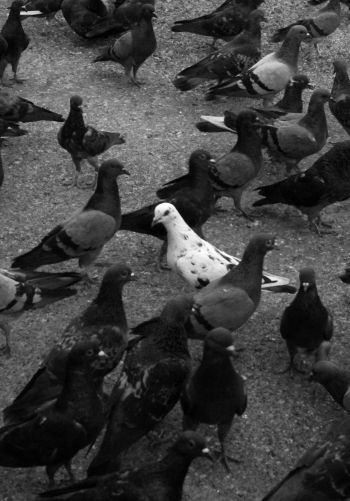 flock of doves Wallpaper 1668x2388