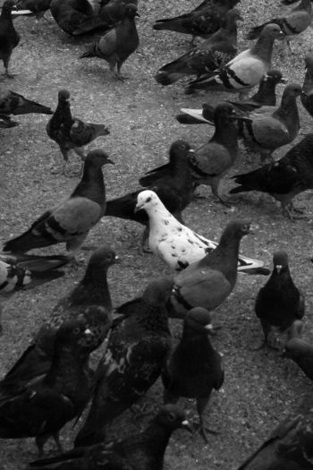 flock of doves Wallpaper 640x960