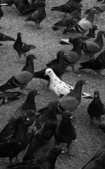flock of doves Wallpaper 1752x2800