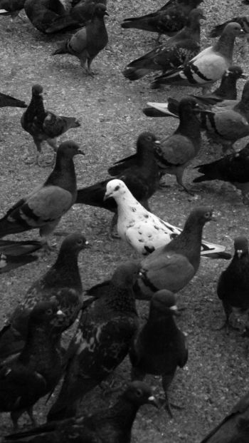 flock of doves Wallpaper 640x1136