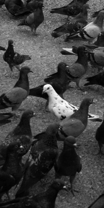 flock of doves Wallpaper 720x1440