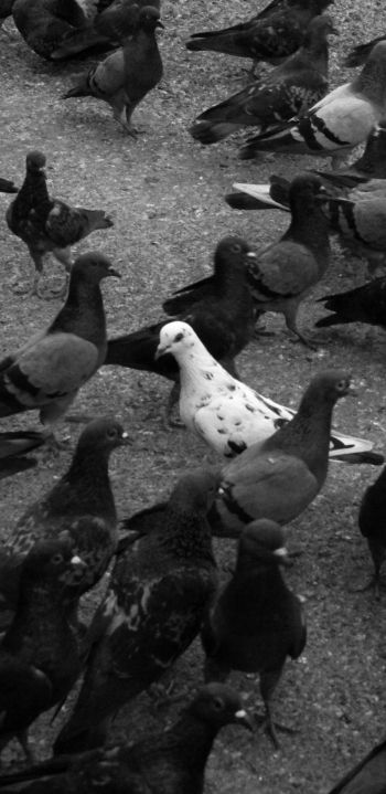 flock of doves Wallpaper 1440x2960
