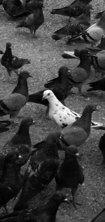 flock of doves Wallpaper 1440x3040