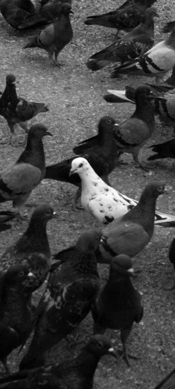 flock of doves Wallpaper 1080x2400