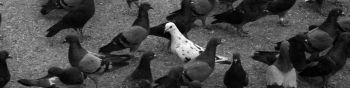 flock of doves Wallpaper 1590x400