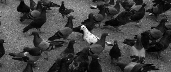 flock of doves Wallpaper 2560x1080
