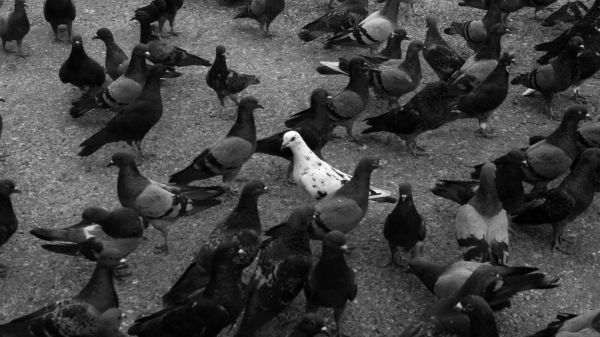 flock of doves Wallpaper 1366x768