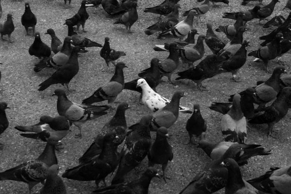 flock of doves Wallpaper 5184x3456