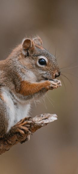 rodent, squirrel Wallpaper 1080x2400