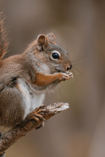 rodent, squirrel Wallpaper 640x960