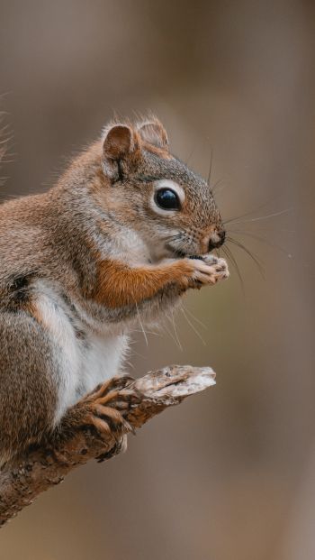 rodent, squirrel Wallpaper 640x1136