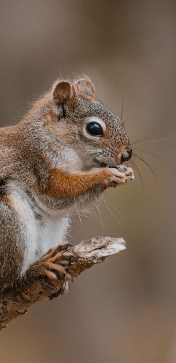 rodent, squirrel Wallpaper 1080x2220