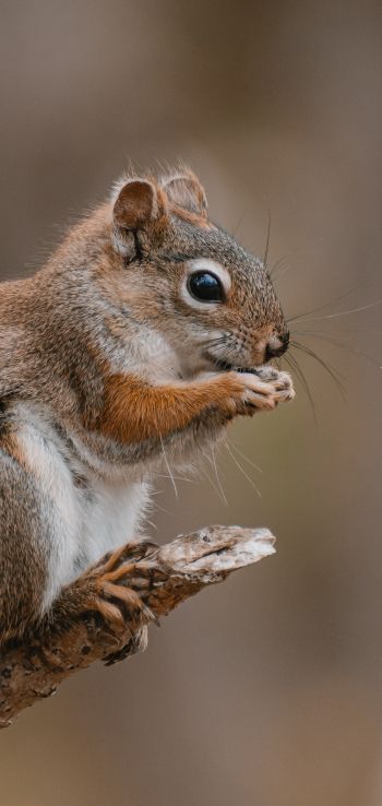 rodent, squirrel Wallpaper 1080x2280