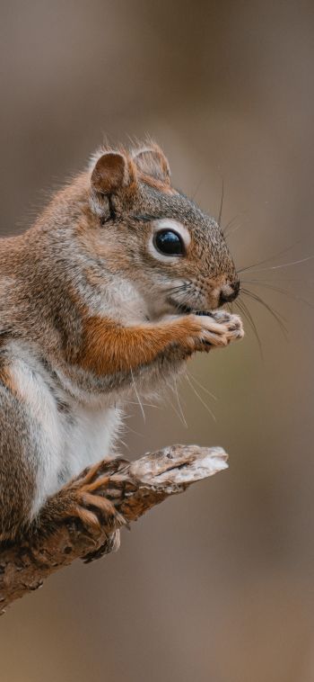 rodent, squirrel Wallpaper 1080x2340