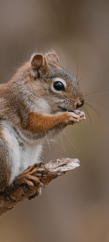 rodent, squirrel Wallpaper 1080x2400